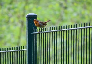 einfaches Zaunelement in grün mit Vogel