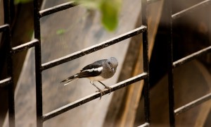 Zaunelement schwarz mit Vogel