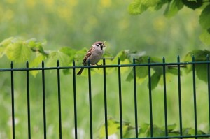 Gittermatten Zaun mit Vogel